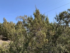 Juniperus pinchotii