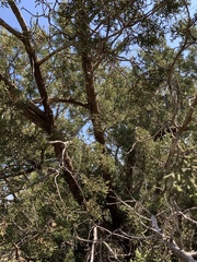 Juniperus pinchotii