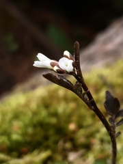 Cardamine glacialis