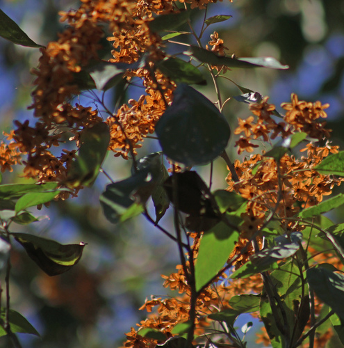 Cordia elaeagnoides, 2026-02-13