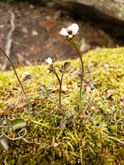 Cardamine glacialis