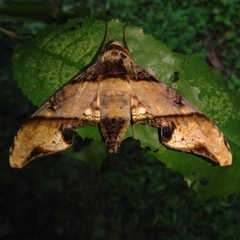 Amplypterus panopus