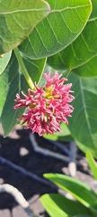 Milkweed Vine (Marsdenia)