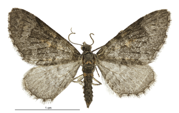 Pasiphila nebulosa