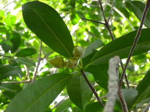 Copey Vera (Ternstroemia tepezapote)