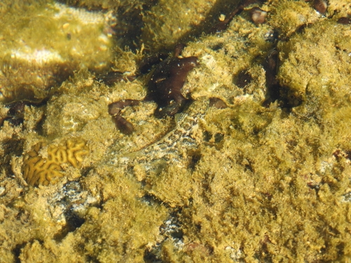Bathygobius geminatus