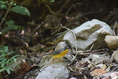 Basileuterus lachrymosus