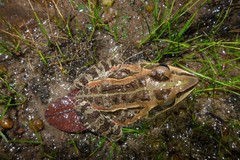 African Ornate Frog photo 3