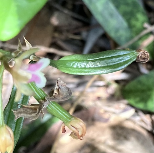 Eulophia maculata, photograph 6