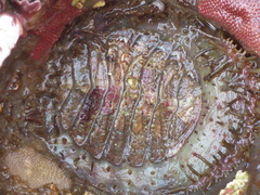 Placiphorella velata