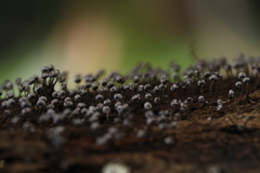 Physarum pezizoideum