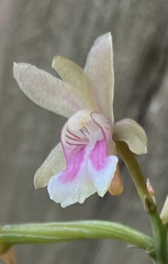 Eulophia maculata, photograph Mario Cohn-Haft, CC BY, iNaturalist via GBIF