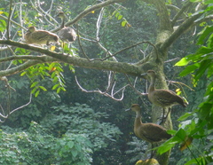Dendrocygna arborea