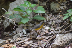 Basileuterus lachrymosus