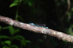 Argia anceps