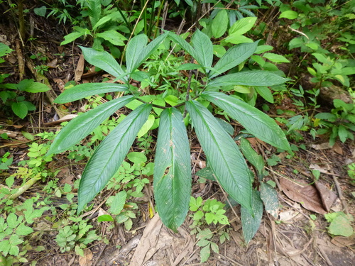 Belembe silvestre (Xanthosoma helleborifolium)