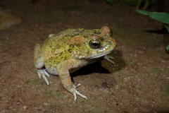 Sclerophrys pusilla