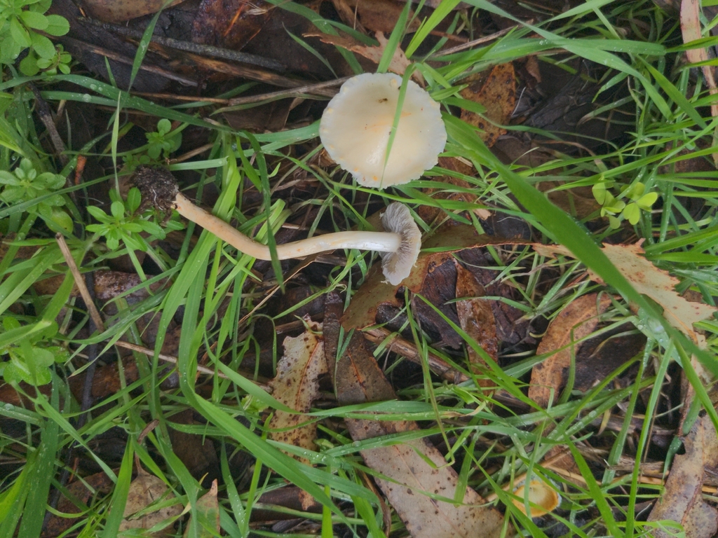 Leratiomyces percevalii · February 2026 · photo: © noreenweeden (iNaturalist, cc-by)
