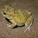 Flat-backed Toad - Photo (c) Jakob Fahr, some rights reserved (CC BY-NC), uploaded by Jakob Fahr