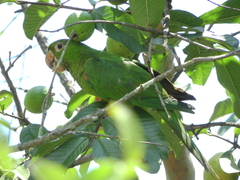 Psittacara leucophthalmus