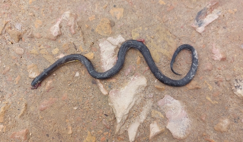 Modest Ground Snake
