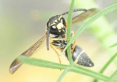 Parancistrocerus pedestris