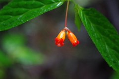 Begonia longirostris