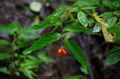 Begonia longirostris