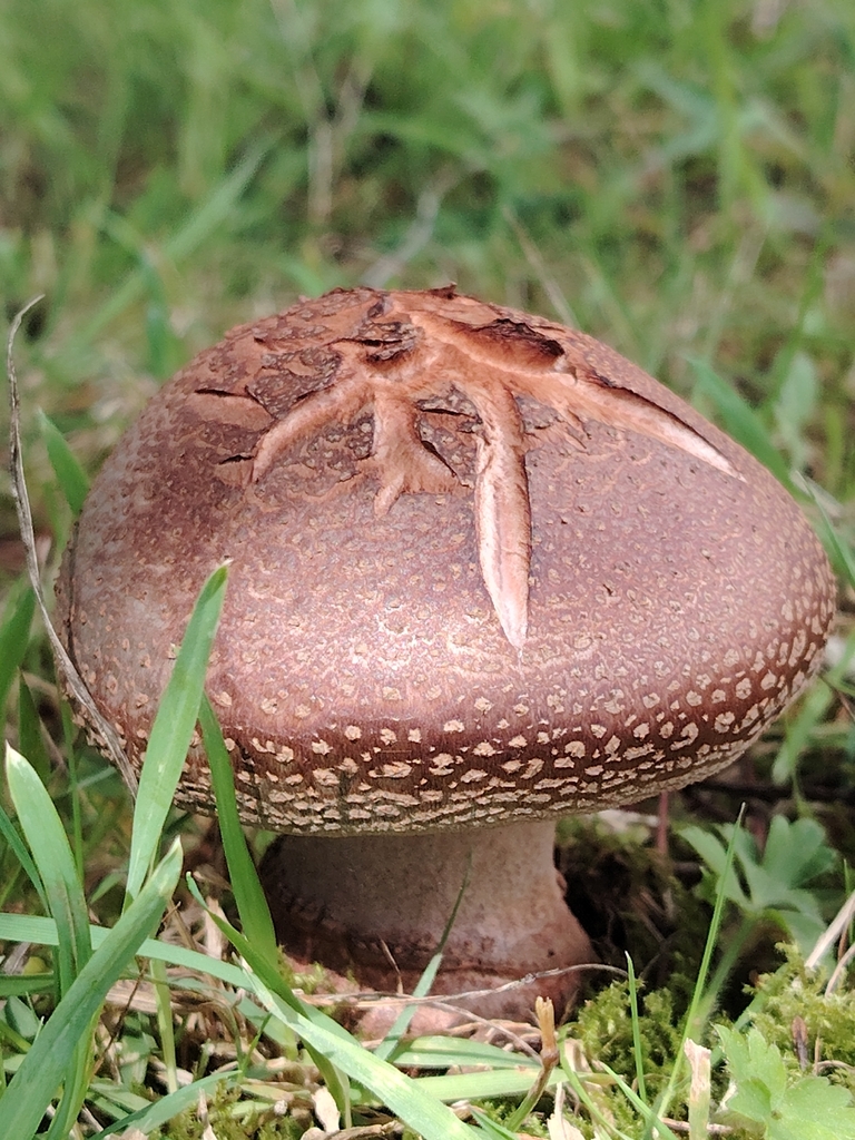 Amanita rubescens · February 2026 · photo: © cat_delmar (iNaturalist, )