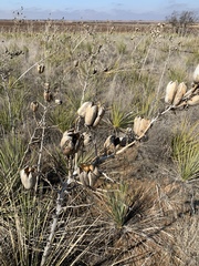 Yucca campestris