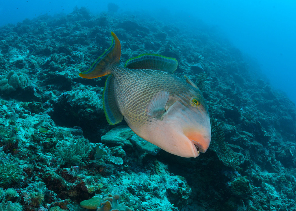 Black-spotted triggerfish (Pseudobalistes flavimarginatus) — Balistidae