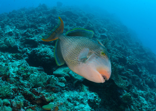 Black-spotted triggerfish (Pseudobalistes flavimarginatus) — Balistidae