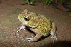 Sclerophrys pusilla