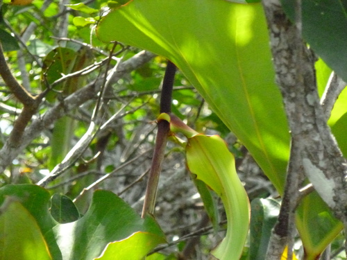 Anthurium brownii, photograph 4