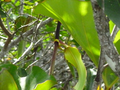 (c) Letizia Weichgrebe, some rights reserved (CC BY) Anthurium brownii, photograph (c) Letizia Weichgrebe, some rights reserved (CC BY)