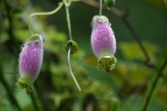 Kohleria affinis