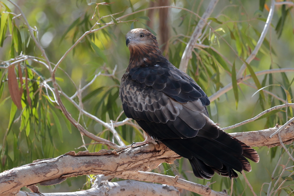 Square-tailed Kite