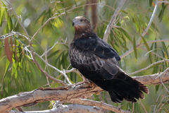 Square-Tailed Kite photo 3