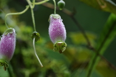 Kohleria affinis