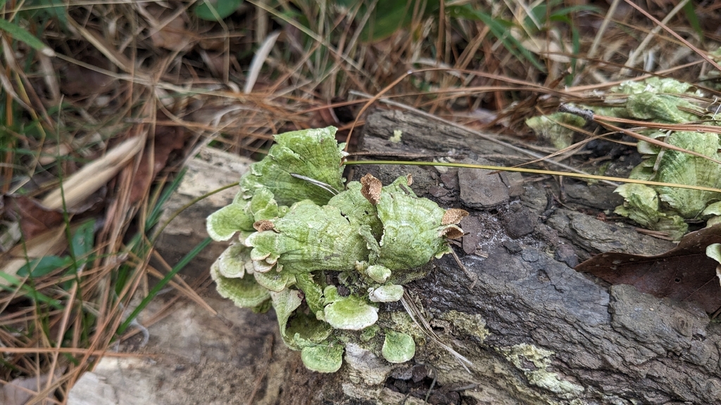 Trichaptum abietinum · February 2026 · photo: © nonbinary-naturalist (iNaturalist, cc0)