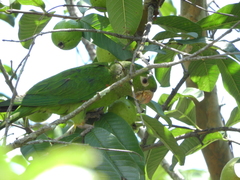 Psittacara leucophthalmus