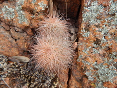 Echinocereus reichenbachii baileyi