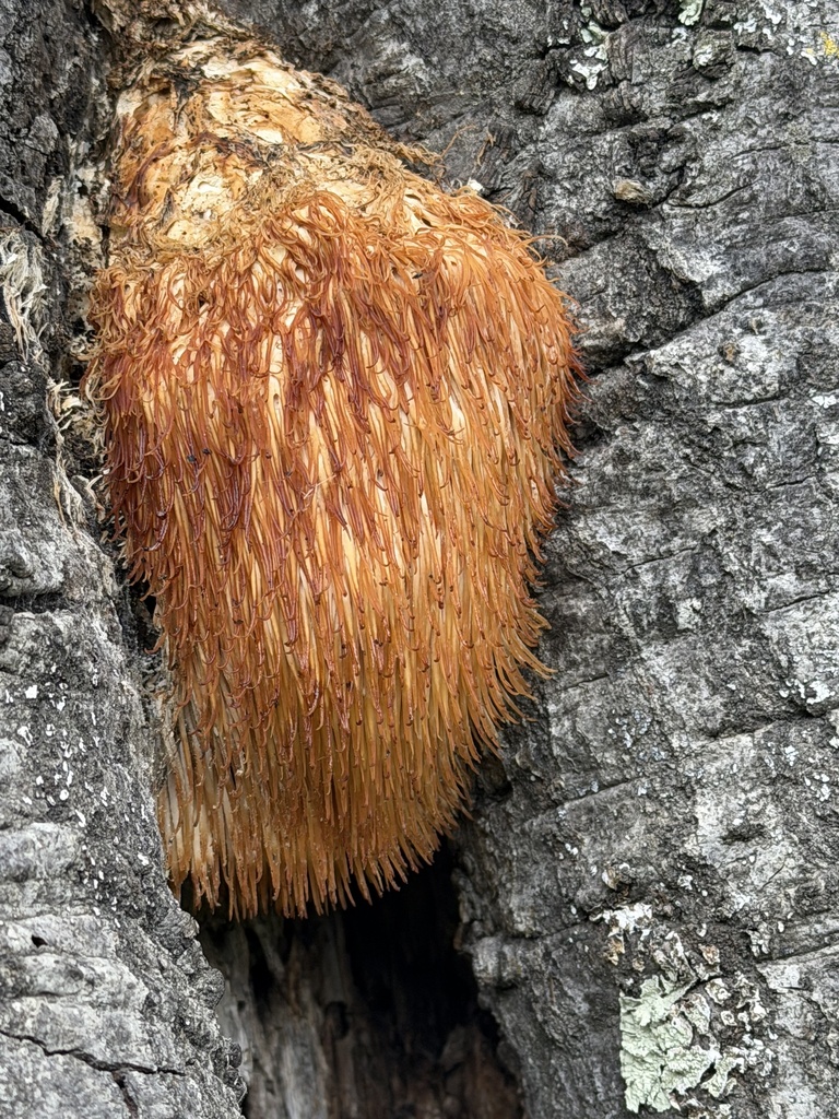 Hericium oregonense · February 2026 · photo: © irinamitine (iNaturalist, cc-by)