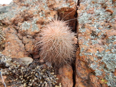 Echinocereus reichenbachii baileyi