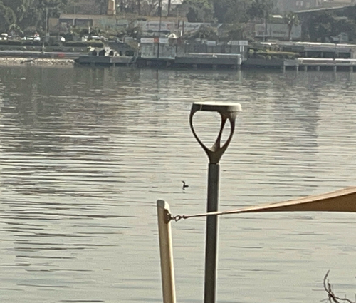 Great Cormorant