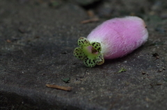 Kohleria affinis