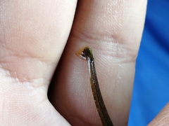 Pseudophallus starksii