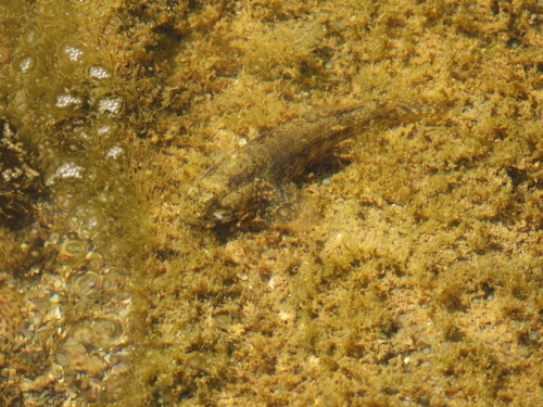 Bathygobius soporator