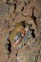 Hyperolius viridiflavus