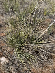 Yucca campestris